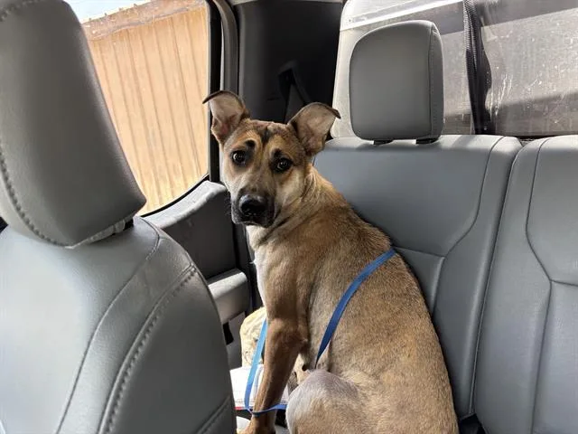 A young large-sized female German Shepherd Dog dog named Home Run for adoption in Grand Prairie, TX