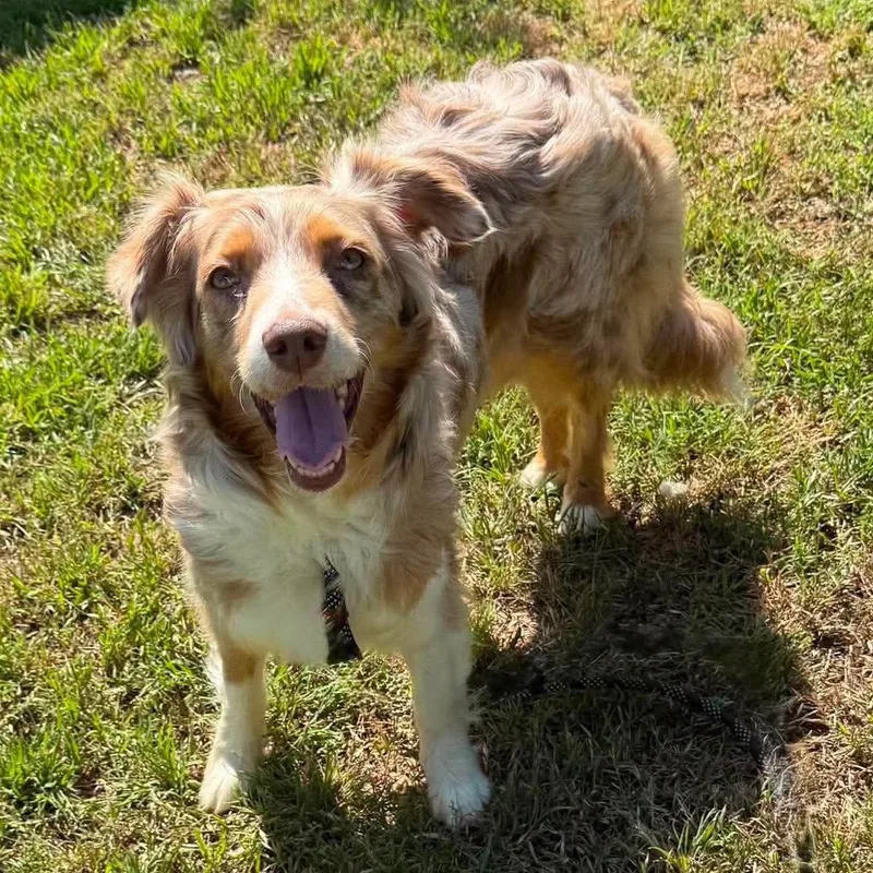 An adult medium-sized female Australian Shepherd dog named Madison for adoption in Oklahoma City, OK