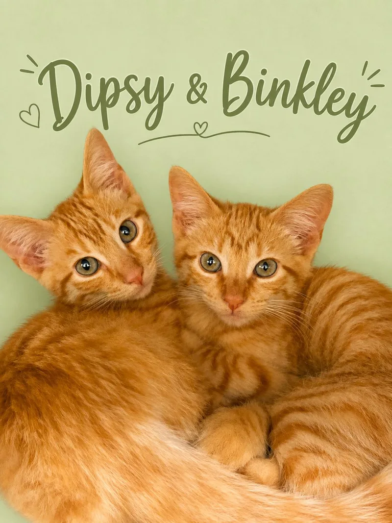 Dipsy & Binkley: bonded