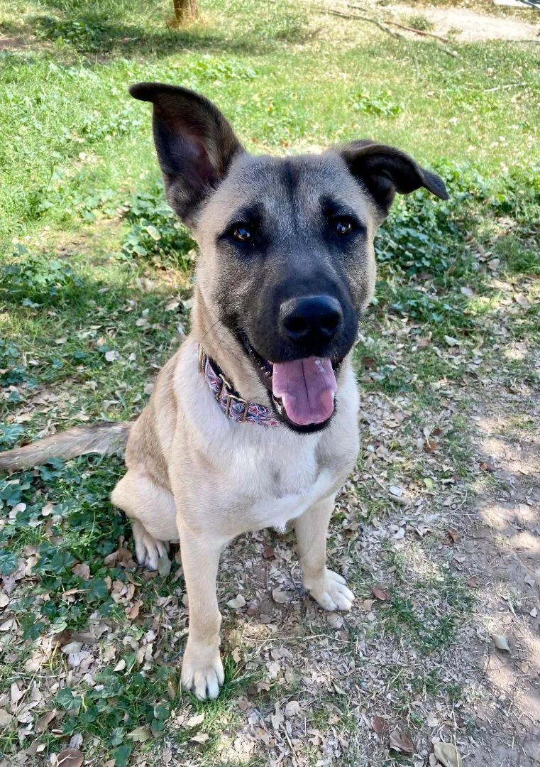 A young large-sized male Yellow / Tan / Blond / Fawn German Shepherd Dog dog named Louie for adoption in Phoenix, AZ