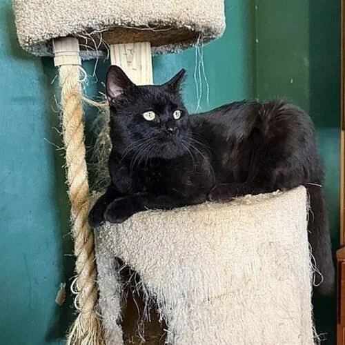 Salem thumbnail 2