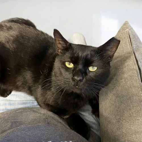Salem thumbnail 3