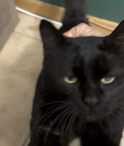 Salem thumbnail 6