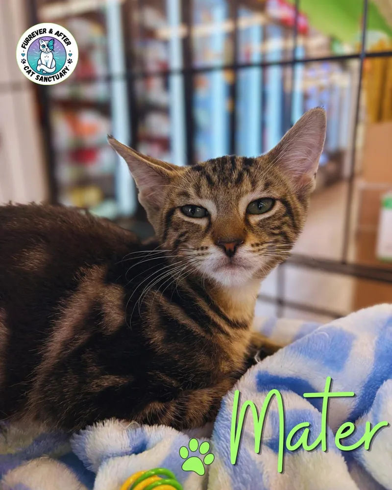 A baby medium-sized male Black Domestic Short Hair cat named Mater for adoption in Austintown, OH