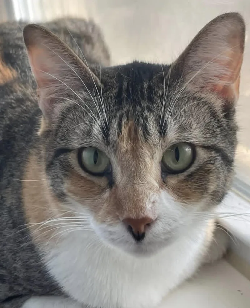 A young medium-sized female Domestic Short Hair cat named Mia for adoption in Austin, TX