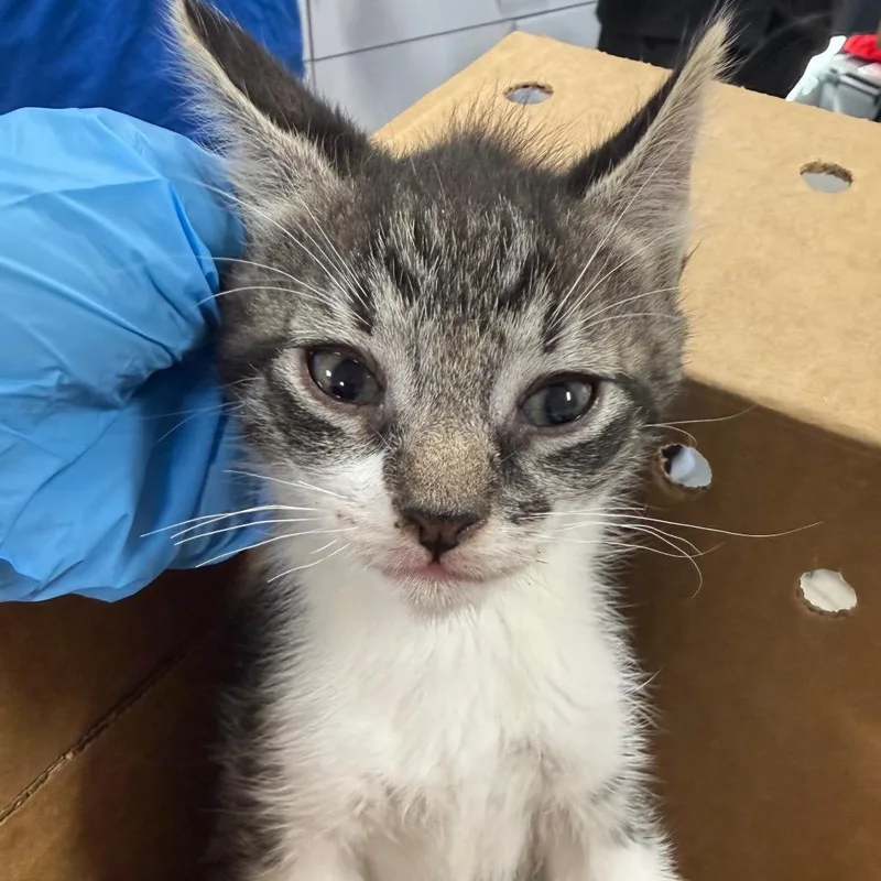 A baby small-sized female Black Domestic Short Hair cat named Hennessy for adoption in Newark, NJ