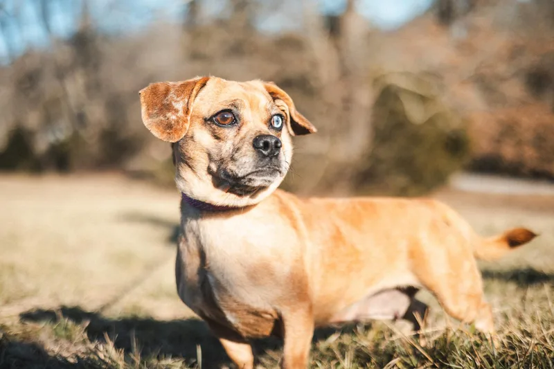 An adult small-sized female Pug dog named Pippa Transport for adoption in Gradyville, KY