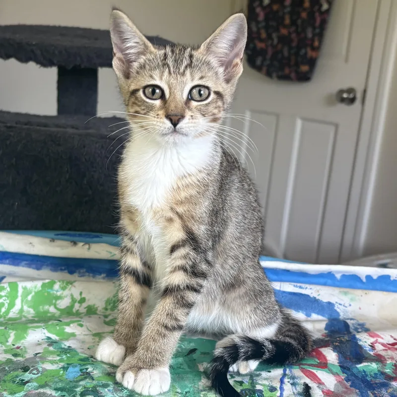 A baby medium-sized female Domestic Short Hair cat named Rue for adoption in Warwick, RI