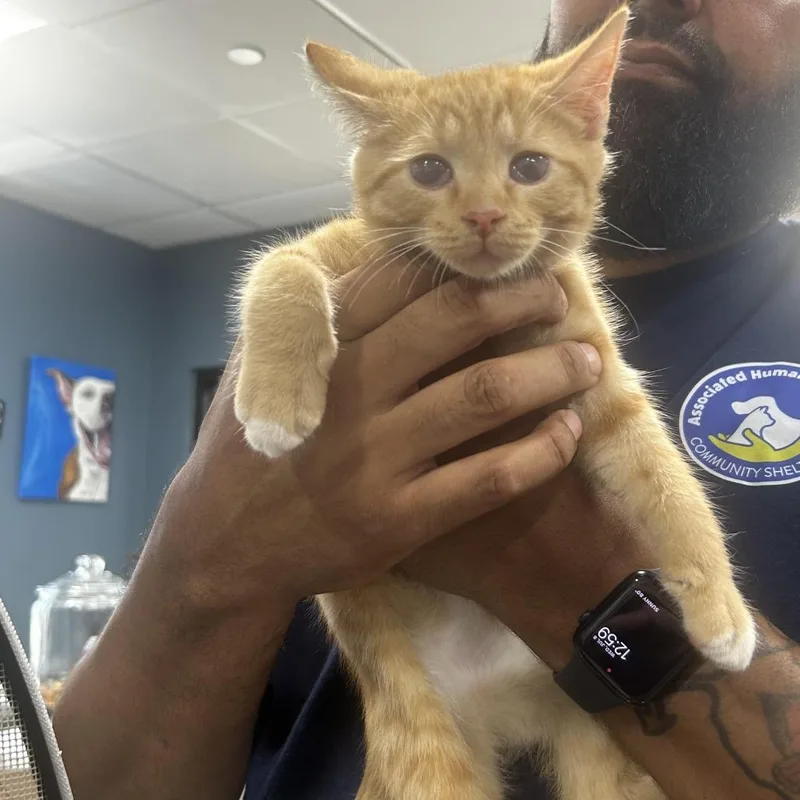 A baby small-sized male Orange / Red Domestic Short Hair cat named Mango for adoption in Newark, NJ