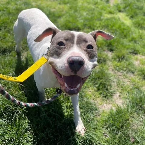 A young medium-sized female White / Cream Pit Bull Terrier dog named Penny for adoption in O'Fallon, MO