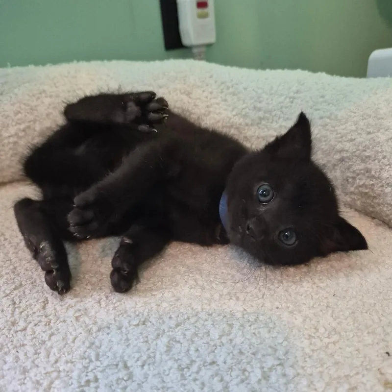 A baby small-sized male Domestic Medium Hair cat named Diesel for adoption in Warrensburg, MO