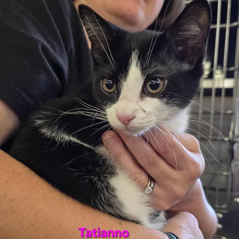 A baby small-sized male Black Domestic Short Hair cat named Tatianno for adoption in Hamburg, NY