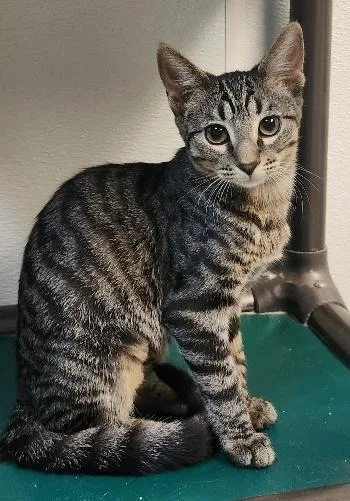A young small-sized female Tabby cat named Cat for adoption in Parlier, CA