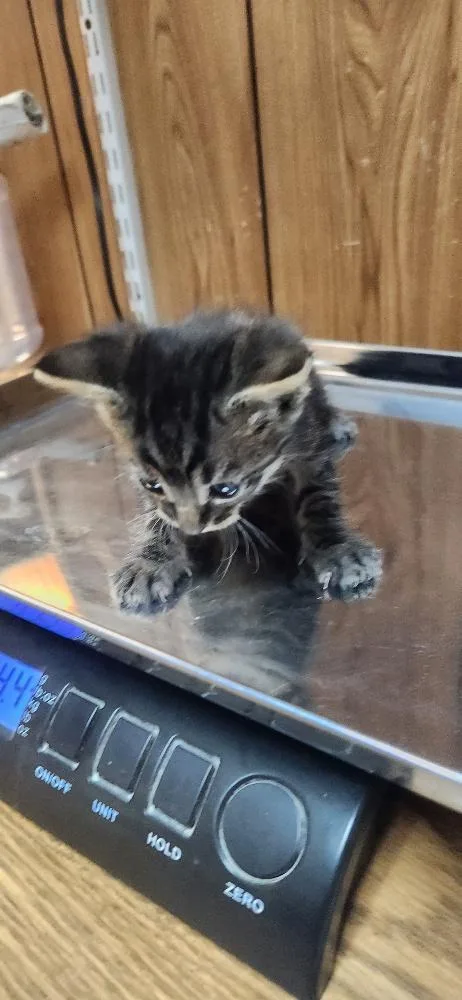 Cat thumbnail 2