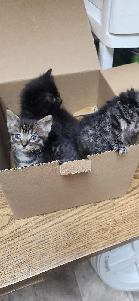 Cat thumbnail 3