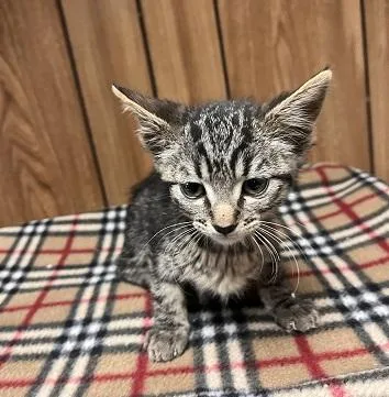 Cat thumbnail 5