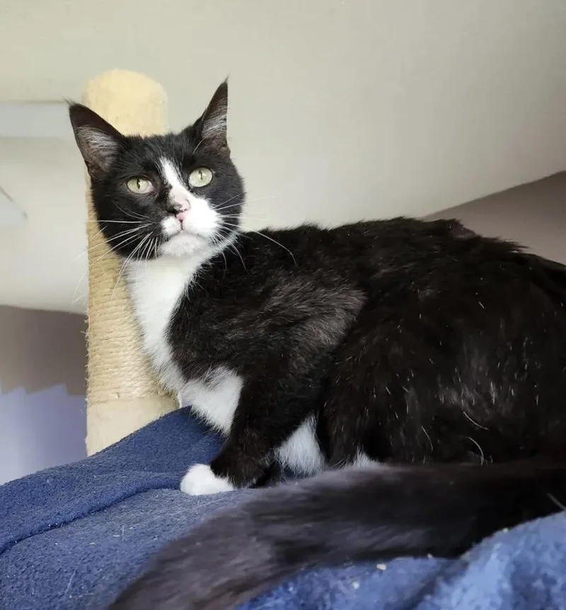 A senior large-sized male Domestic Short Hair cat named Jackson for adoption in Decorah, IA
