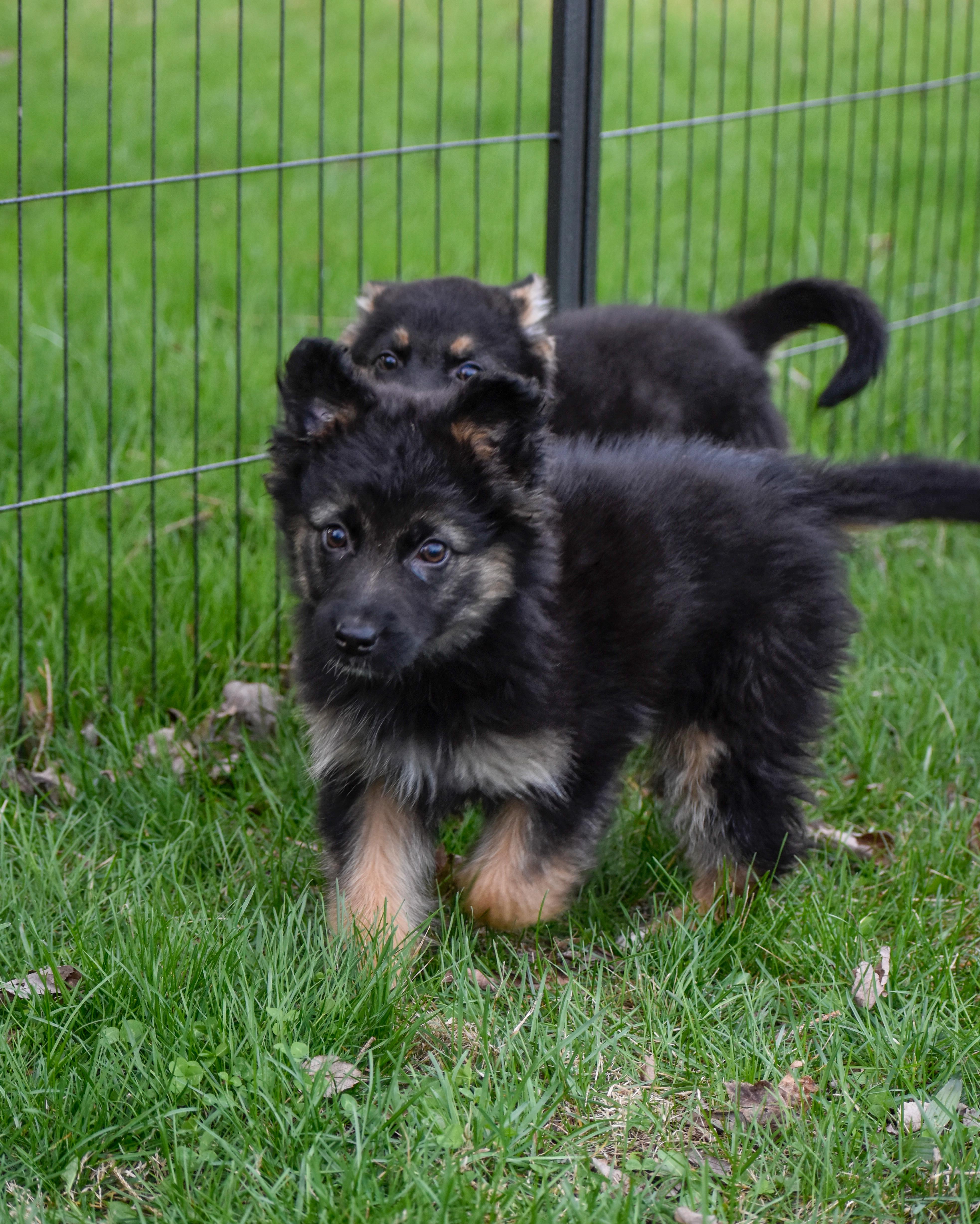 Genevieve thumbnail 4