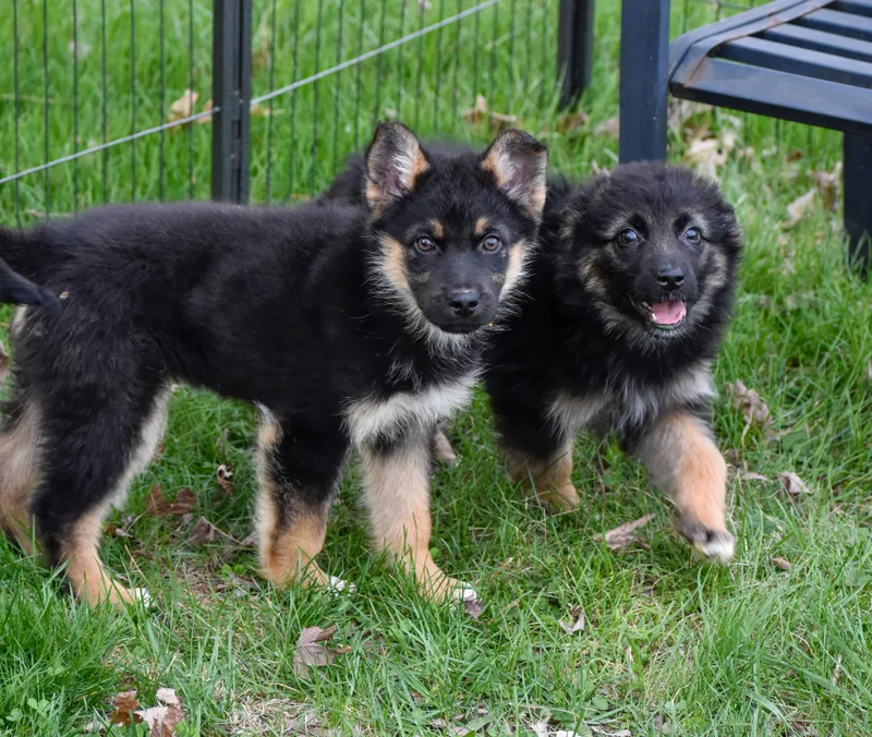 Genevieve thumbnail 5