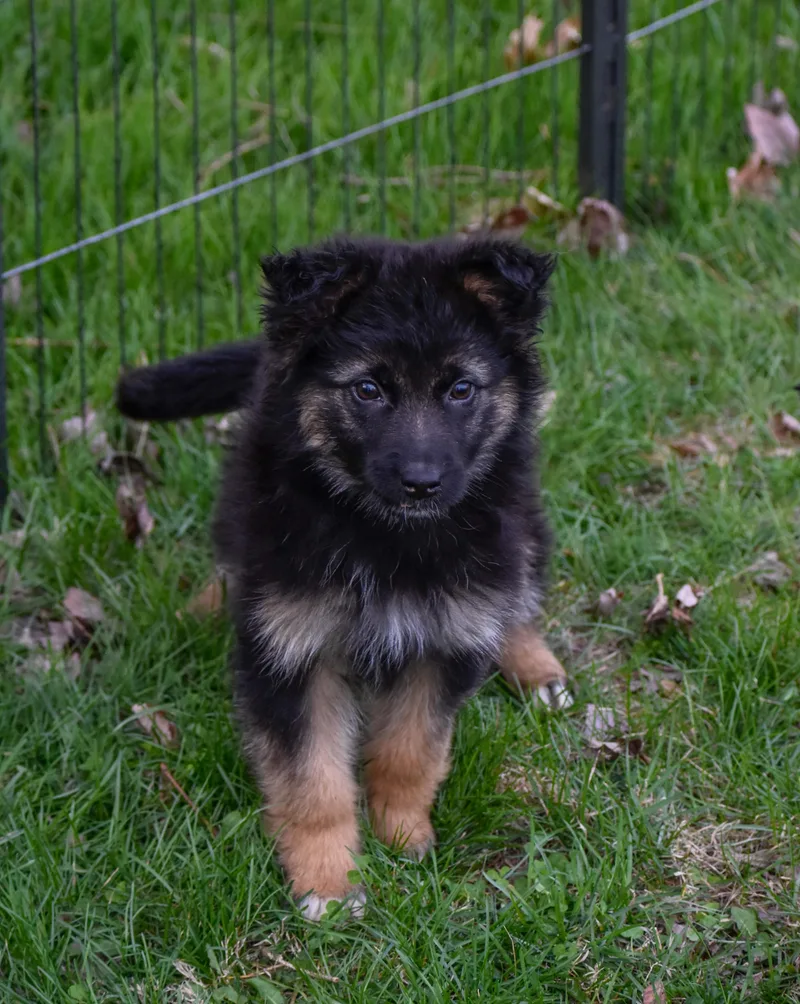 Genevieve thumbnail 6