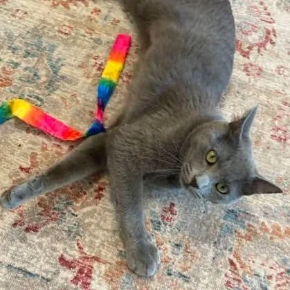 A young medium-sized male Domestic Short Hair cat named Tuck for adoption in Fulton, NY
