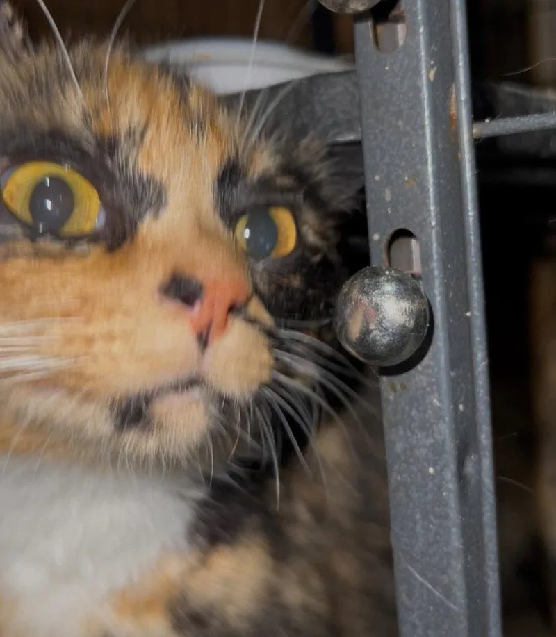 Janet thumbnail 2