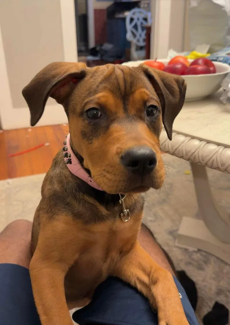 Bella