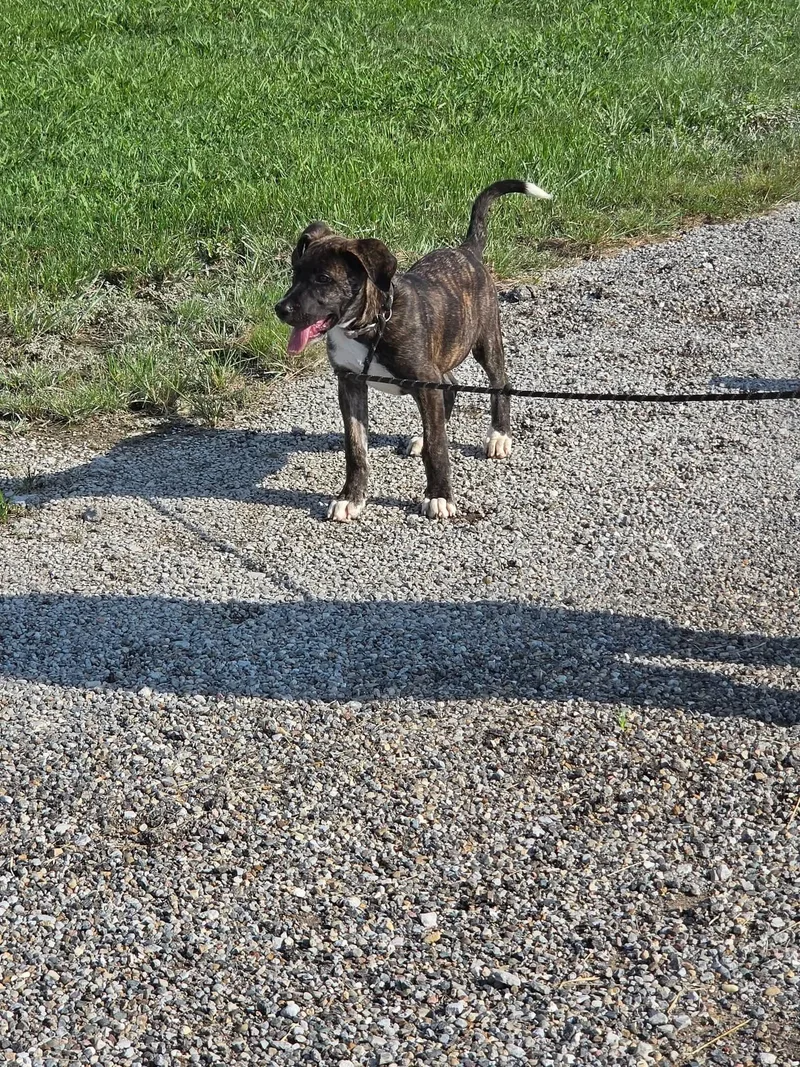A baby medium-sized male Brindle Pit Bull Terrier dog named KourtKash for adoption in Petersburg, IN