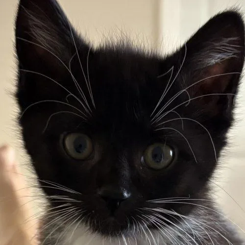 A baby small-sized male Tuxedo cat named Jeeves for adoption in Knoxville, TN