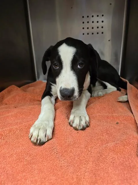 A baby small-sized female Labrador Retriever dog named Jupiter for adoption in Rancho Cucamonga, CA