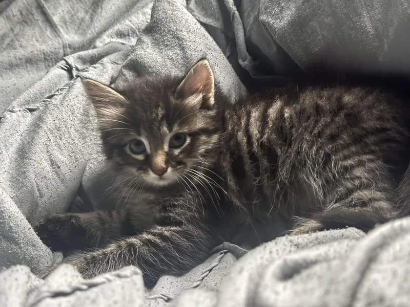 A baby small-sized male Tabby cat named Monte for adoption in Dallas, TX