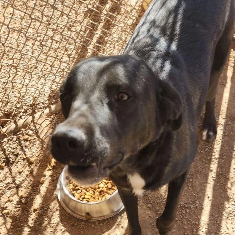 An adult medium-sized male Labrador Retriever dog named Snickers for adoption in Kingman, AZ