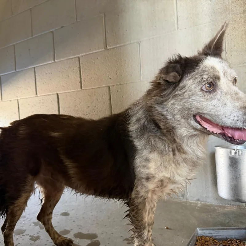 An adult medium-sized male Brown / Chocolate Cattle Dog dog named Dewey for adoption in Yuma, AZ