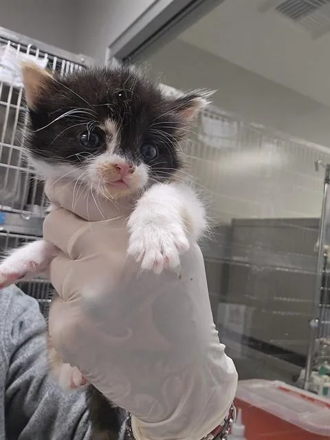 A baby small-sized female Domestic Short Hair cat named Linda for adoption in Thousand Palms, CA