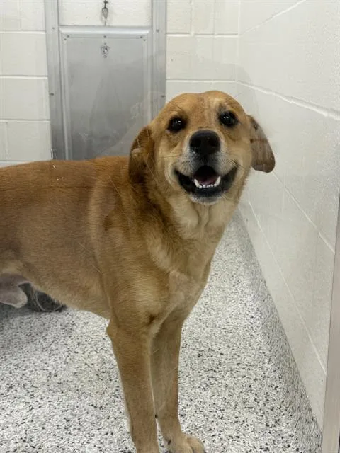 A young medium-sized male Labrador Retriever dog named Rex for adoption in Canfield, OH
