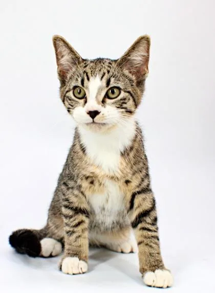 A baby small-sized male Domestic Short Hair cat named Astro for adoption in Morton Grove, IL