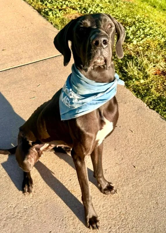 An adult large-sized female Black Great Dane dog named Flower for adoption in Littleton, CO
