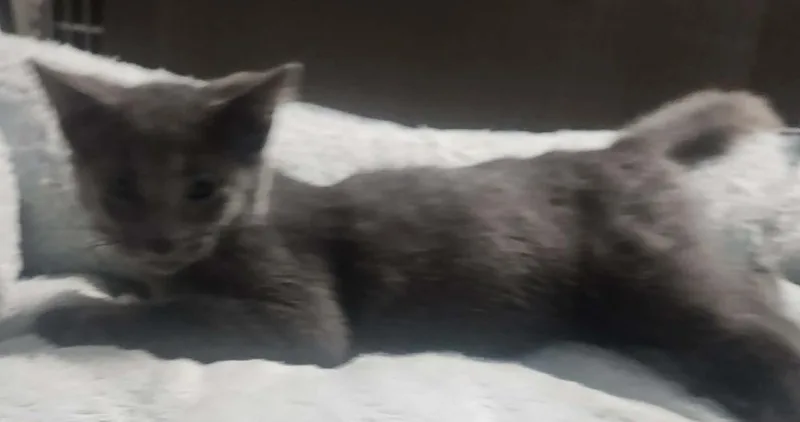 A young small-sized male Domestic Short Hair cat named Ranger for adoption in Lexington, TN