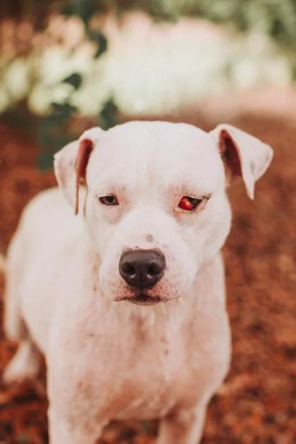 An adult medium-sized male Terrier dog named a Truman for adoption in North Charleston, SC