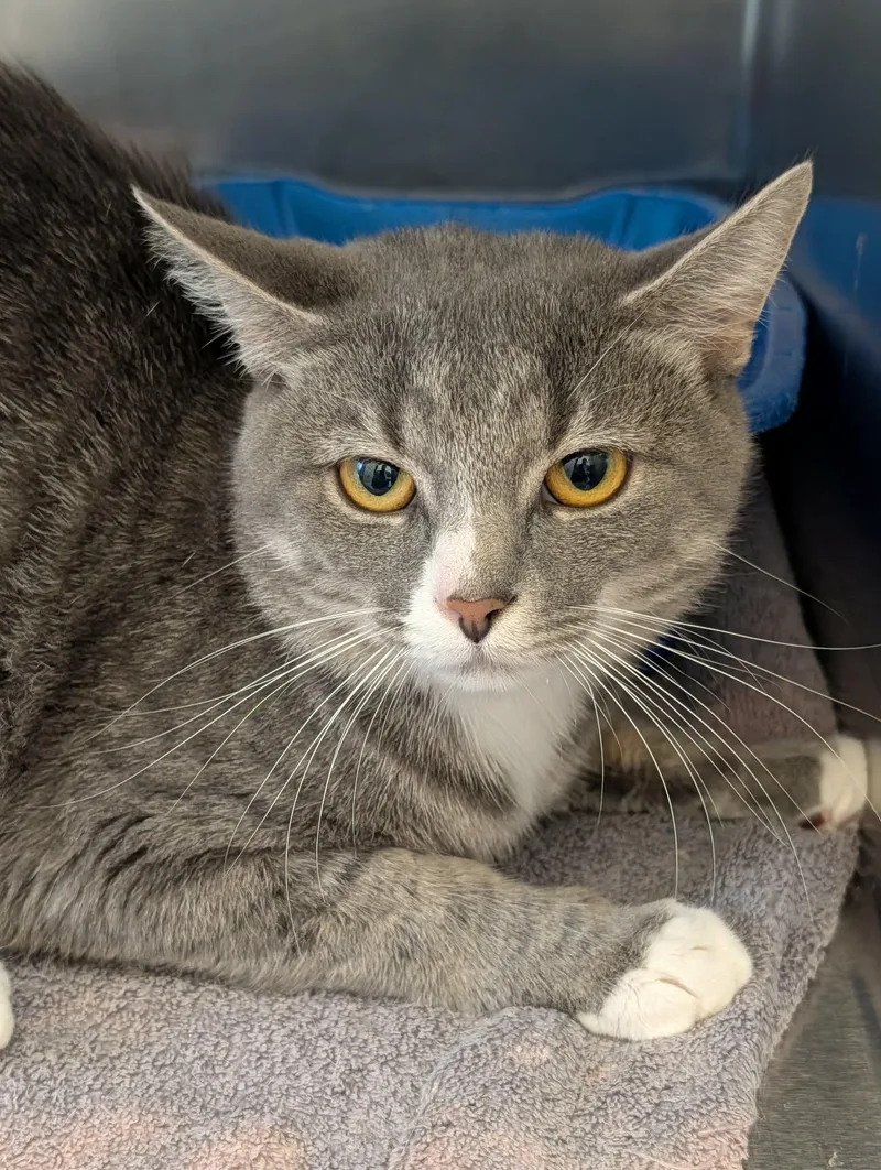 An adult medium-sized male Tabby (Gray / Blue / Silver) Domestic Short Hair cat named Khajit for adoption in Chambersburg, PA
