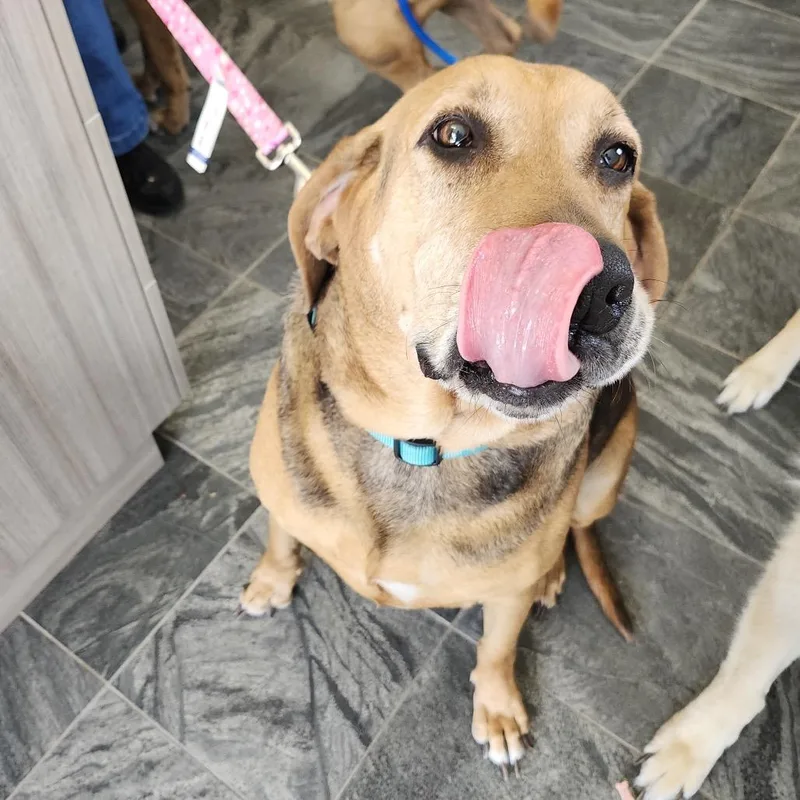 A senior large-sized female Yellow / Tan / Blond / Fawn Bloodhound dog named Bandit for adoption in Clearwater, FL
