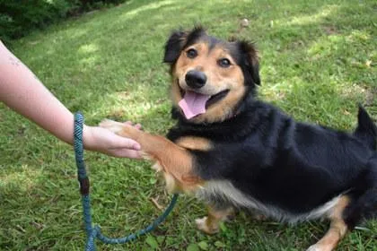 An adult medium-sized male Spaniel dog named Cookies for adoption in Kansas City, MO
