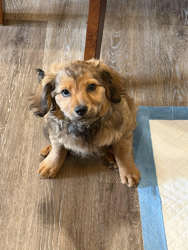 A baby small-sized female Dachshund dog named Mary for adoption in Springville, NY