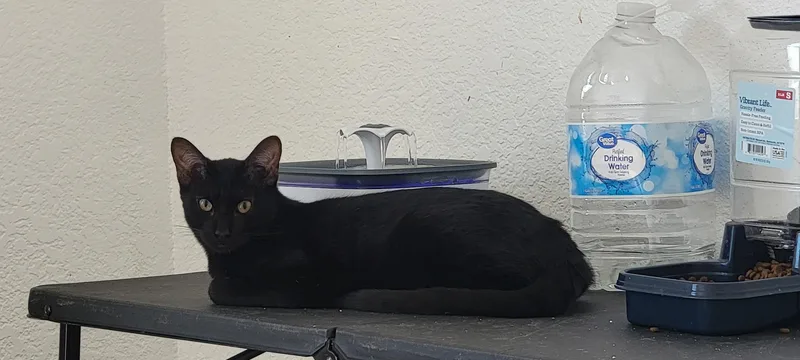 A baby small-sized male Domestic Short Hair cat named Ghost for adoption in Elk Grove, CA
