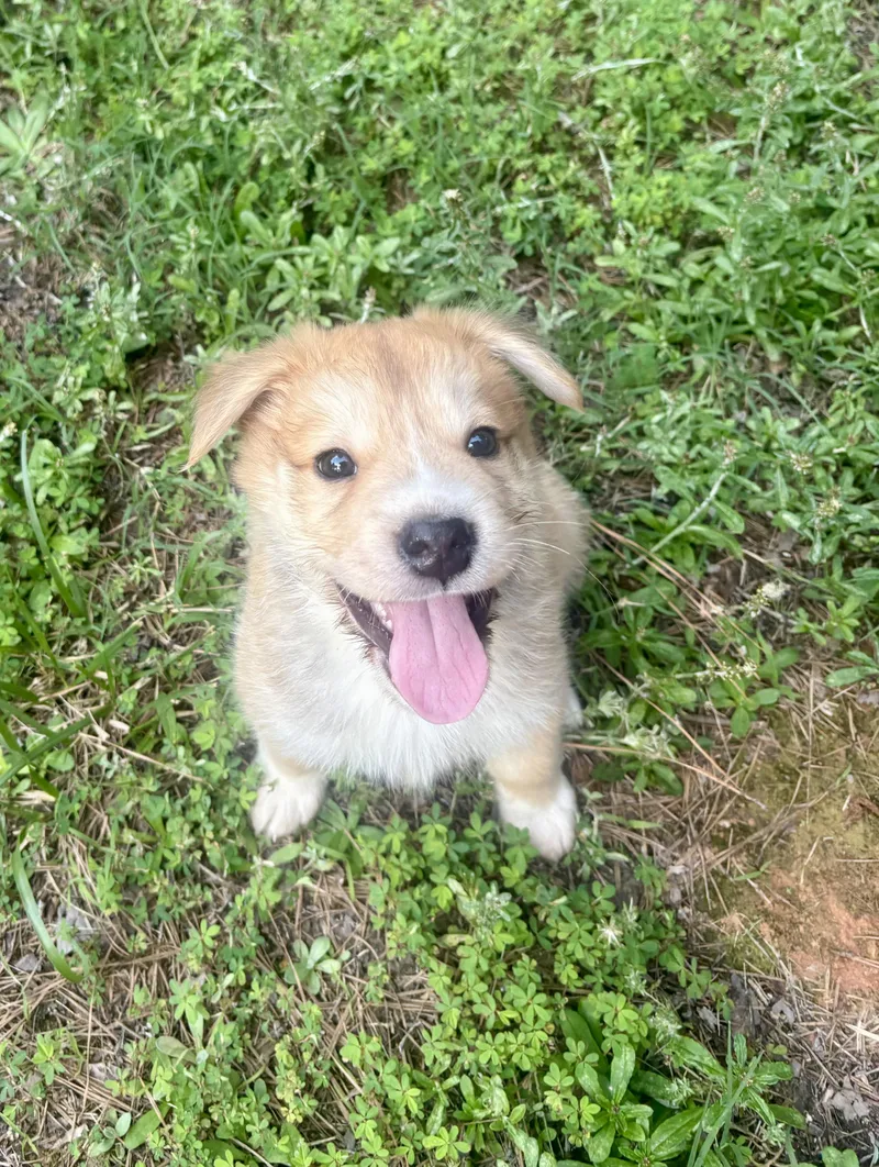 A baby medium-sized male Yellow / Tan / Blond / Fawn Retriever dog named Austin for adoption in Waxhaw, NC