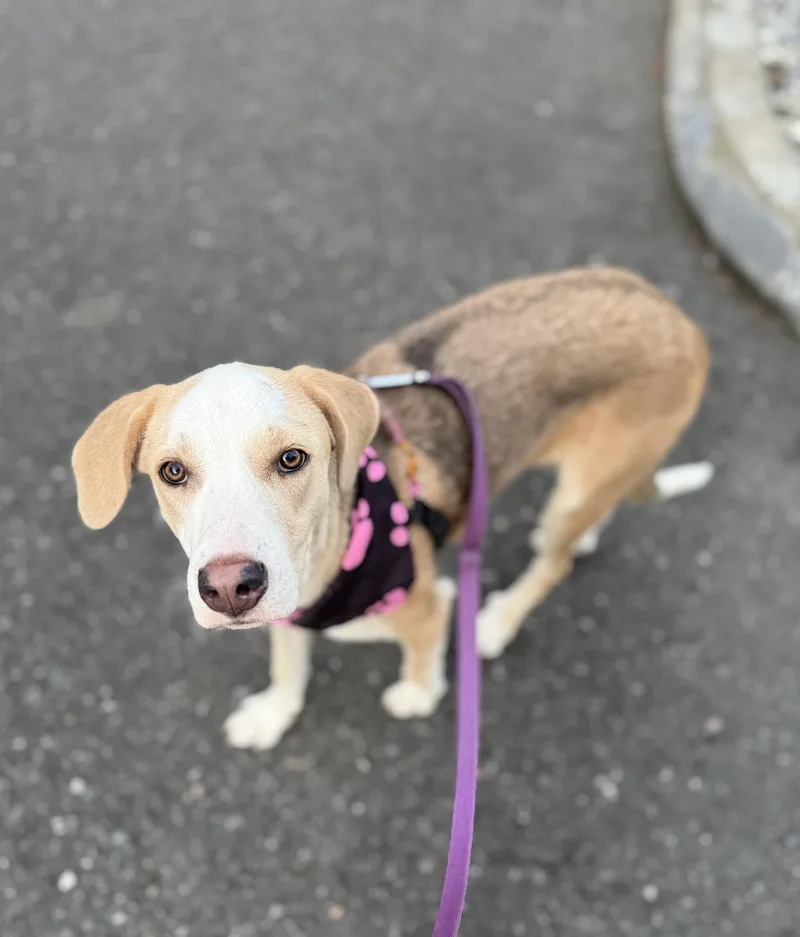 A baby medium-sized female Apricot / Beige Labrador Retriever dog named Angel for adoption in lynnwood , WA