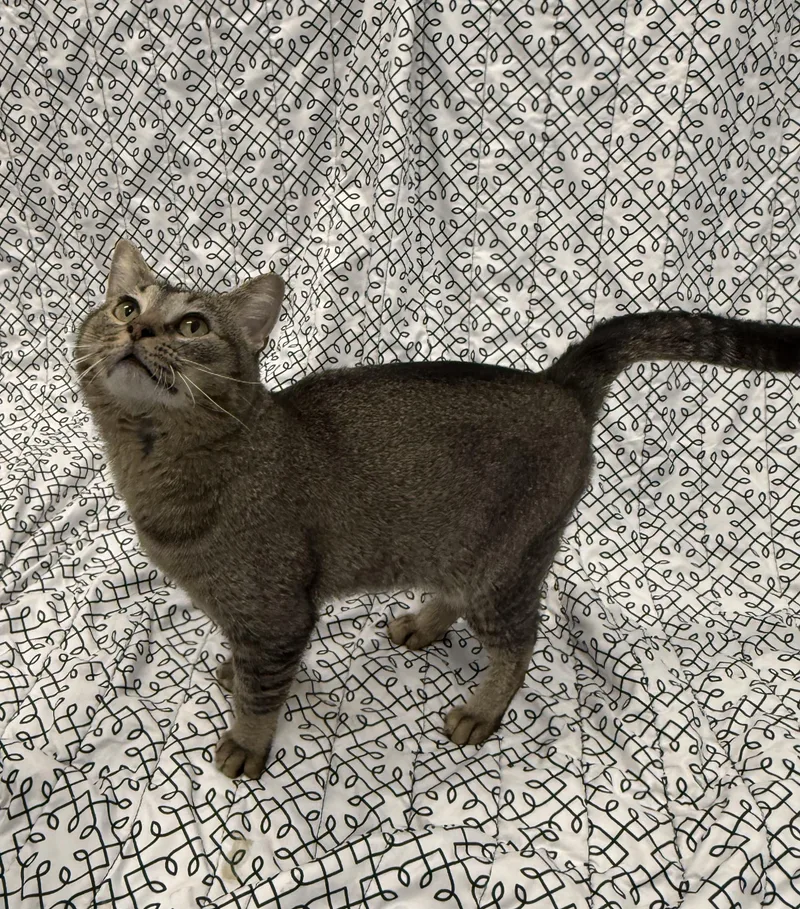 A young medium-sized male Domestic Short Hair cat named Memphis for adoption in Auburn, NE