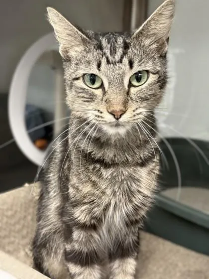 Lucille