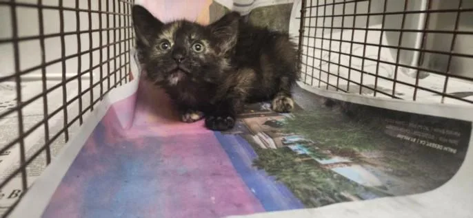 A baby small-sized female Domestic Short Hair cat named Soda Pop for adoption in Los Angeles, CA