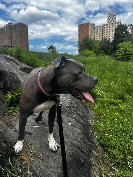 An adult medium-sized male Mixed Breed dog named Ace Of Hearts for adoption in New York, NY